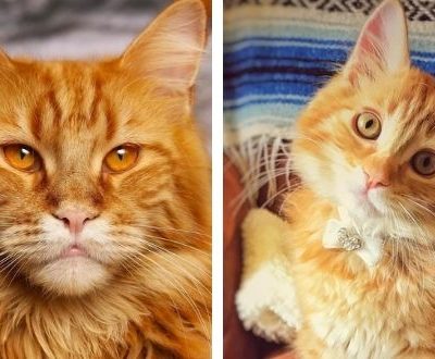 Orange Maine Coon Cat: (The Most Intriguing Cat In The World)