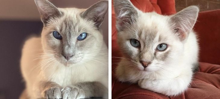 Lilac Point Siamese Cat: (Everything you Need to Know)