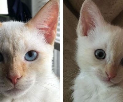 Flame Point Siamese Cat: (Everything You Need To Know)