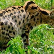 Why are Savannah Cats So Expensive?